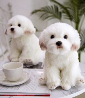 Real-Life-Bichon-Frise-Puppy-Stuffed-Teddy-Dog-Plush-Toy-Cute-Simulation-Pets-Fluffy-Baby-Dolls.jpg_Q90.jpg